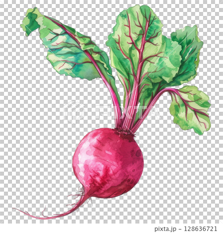 Rustic beetroot illustration in watercolor, showing textured root and crimson hues, isolated on white. Versatile for culinary or gardening designs 128636721