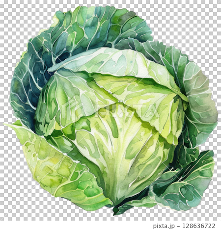 Watercolor painting of whole green cabbage with crinkled leaves, clean white background. Rustic farm vegetable art for healthy eating concepts 128636722