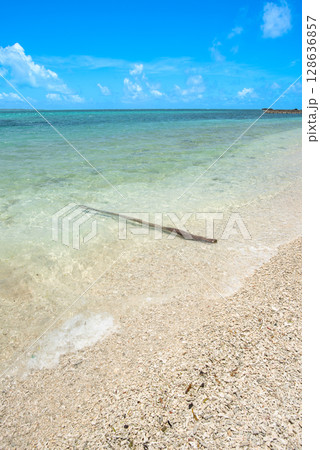 流れ着く流木 128636857