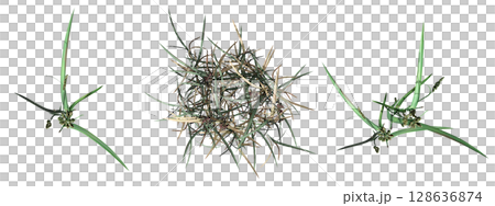 wild field grass, top view, isolated on a transparent background, 3D illustration, cg render 128636874