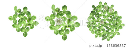 wild field grass, top view, isolated on a transparent background, 3D illustration, cg render wild field grass, top view, isolated on a transparent background, 3D illustration, cg render 128636887