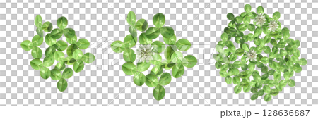 wild field grass, top view, isolated on a transparent background, 3D illustration, cg render wild field grass, top view, isolated on a transparent background, 3D illustration, cg render 128636887