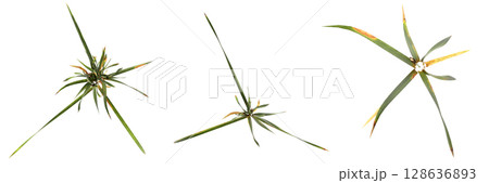 wild field grass, top view, isolated on a transparent background, 3D illustration, cg render 128636893