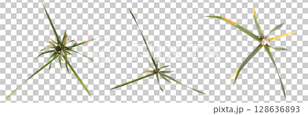 wild field grass, top view, isolated on a transparent background, 3D illustration, cg render 128636893