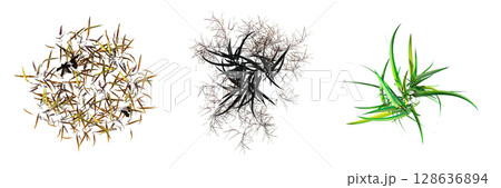 wild field grass, top view, isolated on a transparent background, 3D illustration, cg render 128636894