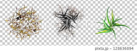 wild field grass, top view, isolated on a transparent background, 3D illustration, cg render 128636894