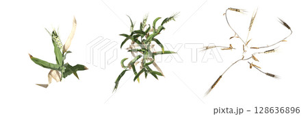 wild field grass, top view, isolated on a transparent background, 3D illustration, cg render 128636896