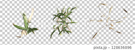 wild field grass, top view, isolated on a transparent background, 3D illustration, cg render 128636896