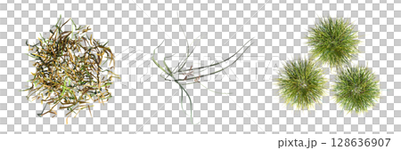 wild field grass, top view, isolated on a transparent background, 3D illustration, cg render wild field grass, top view, isolated on a transparent background, 3D illustration, cg render 128636907