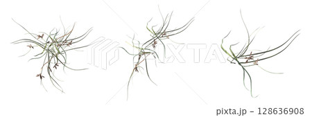 wild field grass, top view, isolated on a transparent background, 3D illustration, cg render wild field grass, top view, isolated on a transparent background, 3D illustration, cg render 128636908