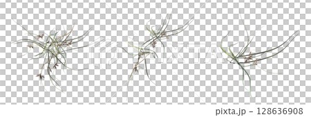 wild field grass, top view, isolated on a transparent background, 3D illustration, cg render 128636908