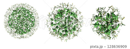 wild field grass, top view, isolated on a transparent background, 3D illustration, cg render 128636909