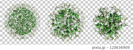 wild field grass, top view, isolated on a transparent background, 3D illustration, cg render 128636909