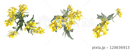wild field grass, top view, isolated on a transparent background, 3D illustration, cg render wild field grass, top view, isolated on a transparent background, 3D illustration, cg render 128636913