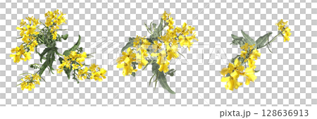 wild field grass, top view, isolated on a transparent background, 3D illustration, cg render wild field grass, top view, isolated on a transparent background, 3D illustration, cg render 128636913
