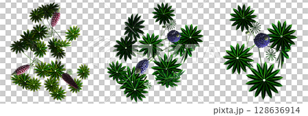wild field grass, top view, isolated on a transparent background, 3D illustration, cg render wild field grass, top view, isolated on a transparent background, 3D illustration, cg render 128636914