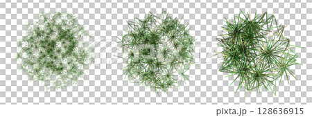 wild field grass, top view, isolated on a transparent background, 3D illustration, cg render wild field grass, top view, isolated on a transparent background, 3D illustration, cg render 128636915