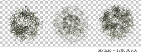 wild field grass, top view, isolated on a transparent background, 3D illustration, cg render wild field grass, top view, isolated on a transparent background, 3D illustration, cg render 128636916