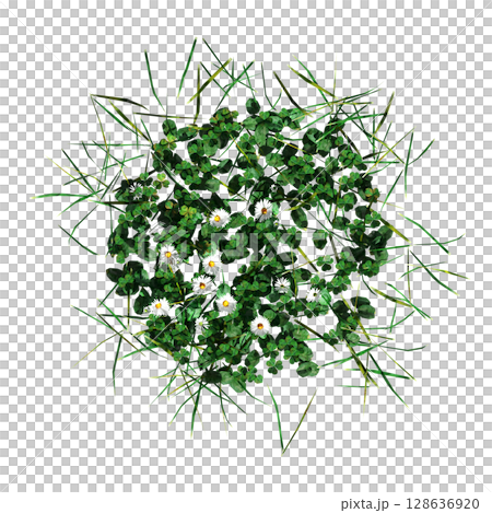 wild field grass, top view, isolated on a transparent background, 3D illustration, cg render 128636920