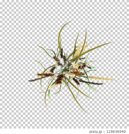 wild field grass, top view, isolated on a transparent background, 3D illustration, cg render wild field grass, top view, isolated on a transparent background, 3D illustration, cg render 128636940