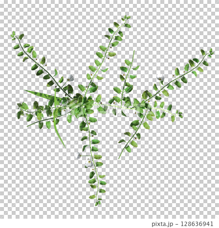 wild field grass, top view, isolated on a transparent background, 3D illustration, cg render wild field grass, top view, isolated on a transparent background, 3D illustration, cg render 128636941