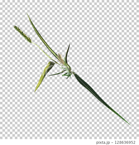 wild field grass, top view, isolated on a transparent background, 3D illustration, cg render wild field grass, top view, isolated on a transparent background, 3D illustration, cg render 128636952