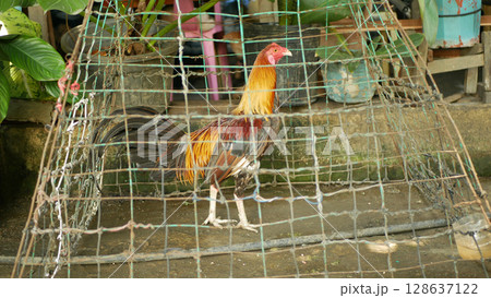 Rooster Philippines chicken cage cockfighting Filipino farm young cock chick poultry cute farm hen, bird fighting spur, inspect before buying. yes colorful farming feathers, cock tied spurs 128637122