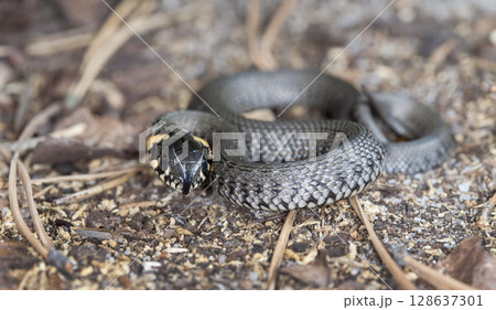 picture of a little snake in a native habitat picture of a little snake in a native habitat 128637301