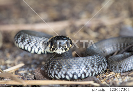picture of a little snake in a native habitat 128637302
