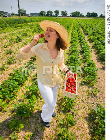 Young woman harvesting strawberries in field eating a freshly picked strawberry Young woman harvesting strawberries in field eating a freshly picked strawberry 128637340