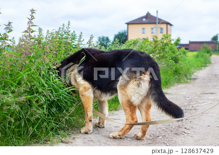 A German shepherd dog is carefully sniffing the grass along a dirt road A German shepherd dog is carefully sniffing the grass along a dirt road 128637429