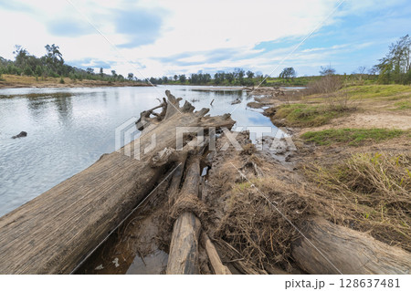 A fallen tree in the Grose River in Yarramundi Reserve 128637481