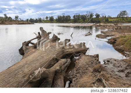 A fallen tree in the Grose River in Yarramundi Reserve 128637482