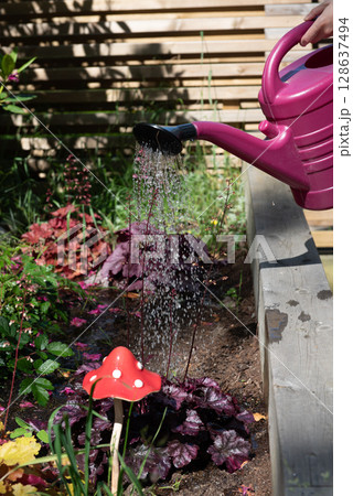 Watering the flowers growing in a raised bed using a watering can. 128637494