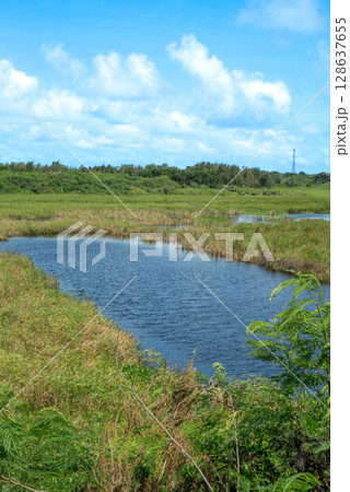 沖縄県最大の湿原「池間湿原」 沖縄県最大の湿原「池間湿原」 128637655