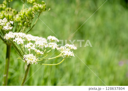 Selective focus on a bloom of wild parsley weed in a green meadow 128637804