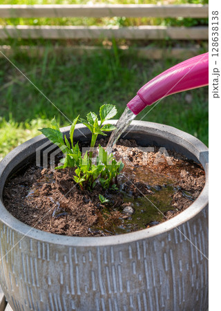 Watering the dahlia flower growing ceramic pot using a watering can. 128638138