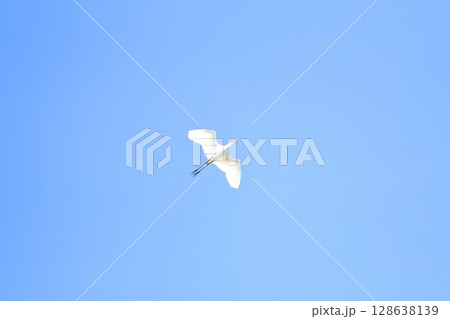 青空とシラサギ 128638139
