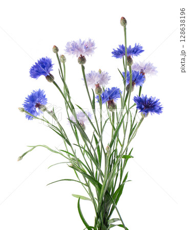 Blue Cornflower isolated on white background. Centaurea cyanus or bachelor's button flowers. Blue Cornflower isolated on white background. Centaurea cyanus or bachelor's button flowers. 128638196