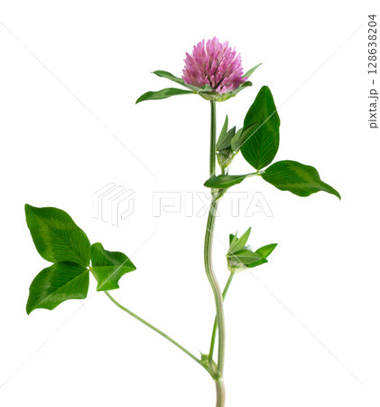 Clover flower isolated on white background. Pink clover on a stem with green leaves. Medicinal herb. Clover flower isolated on white background. Pink clover on a stem with green leaves. Medicinal herb. 128638204