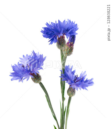 Blue Cornflower isolated on white background. Centaurea cyanus or bachelor's button flowers. Blue Cornflower isolated on white background. Centaurea cyanus or bachelor's button flowers. 128638221