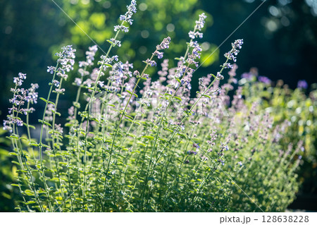 Catnip thrives in sunny rays on meadow garden. Herbal feline favorite plant, field flower bloom 128638228