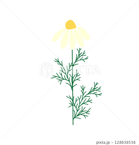 Wild and garden flowers, leaves. Modern vector botanical illustrations in trendy bright colors on white background. hand drawn floral design elements 128638538
