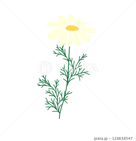 Wild and garden flowers, leaves. Modern vector botanical illustrations in trendy bright colors on white background. hand drawn floral design elements 128638547