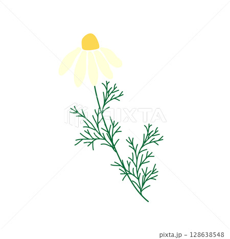 Wild and garden flowers, leaves. Modern vector botanical illustrations in trendy bright colors on white background. hand drawn floral design elements 128638548