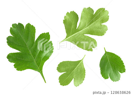 Green leaves of hawthorn berries isolated on white background. Top view. Flat lay. 128638626