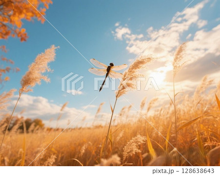 秋の気配(トンボとススキ草原) 秋の気配(トンボとススキ草原) 128638643