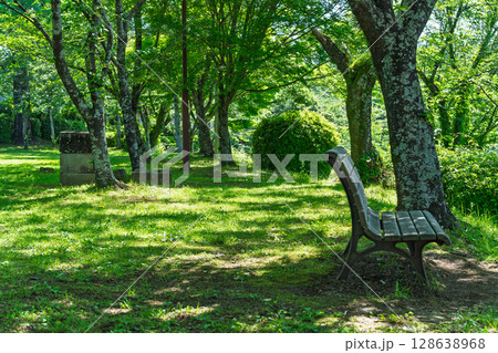 太陽の陽ざしと影に映える新緑風景(菊池市・菊池公園) 128638968