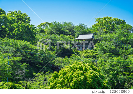 初夏の青空を背景に映える新緑風景(菊池市・菊池公園) 128638969