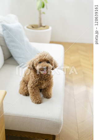 ソファに座るトイプードル 128639161